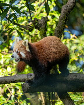 Red panda spotted walking on the tree branch 