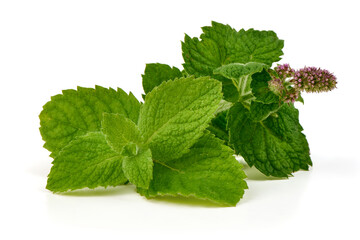 Fresh Green Mint Leaves with Flowers on White Background © GSDesign