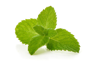 Fresh Green Mint Leaves on White Background © GSDesign