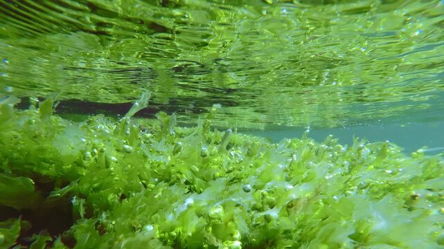 Green laver sheets producing oxygen bubbles sways under waves on shallow rocky reef shiny in sunlight. Natural scenic underwater view of sea lettuce algae lavers with gas vesicles and air bladders