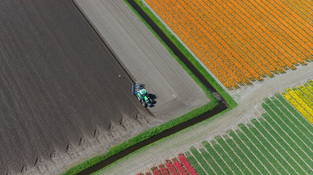 Aerial view of a green tractor plowing a dark soil field adjacent to vibrant rows of orange and yellow tulip fields in the countryside of Heiloo, North Holland, Netherlands.