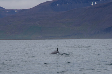 iceland husavik whale watching © Stoyan