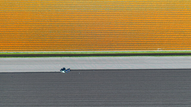 Aerial view of a tractor working in a field next to vibrant orange tulip rows in Heiloo, North Holland, Netherlands.