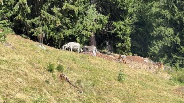 Laax im Sommer