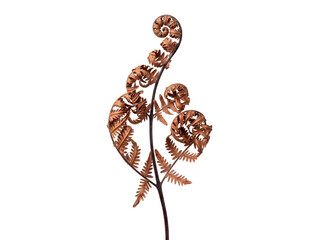 Dried Brown Fern Frond Isolated © Frodo
