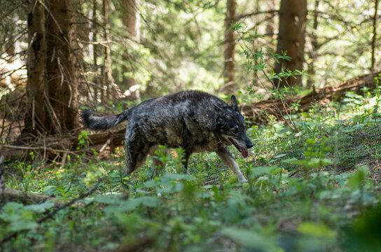 A grey wolf-like dog walking up a slope to the right in a montane forest, confusion with a wolf