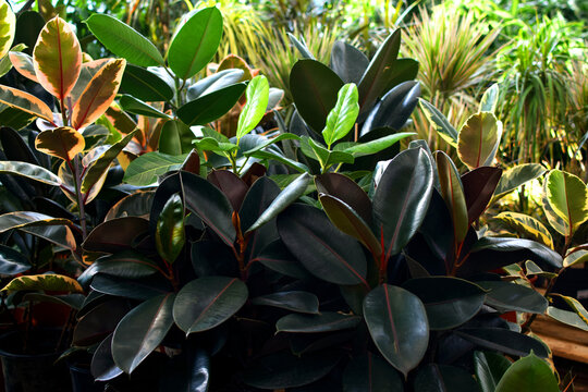 Rubber plant (Ficus elastica) with red-green leaves in a plant shop.