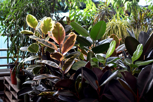 Rubber fig (Ficus elastica) and a 'Variegata' cultivar with red-green leaves in a plant shop.