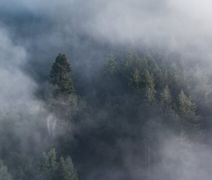 Aerial view of a dense coniferous forest partially obscured by thick morning mist and fog in Myrtle Point, Oregon, United States.