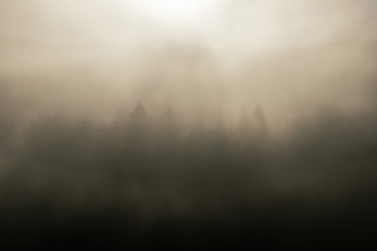 Aerial view of a dense coniferous forest shrouded in thick morning mist with soft diffused light filtering through the trees in Myrtle Point, Oregon, United States.