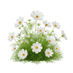 Fototapeta premium Beautiful white cosmos flowers growing in a small green bush with yellow centers