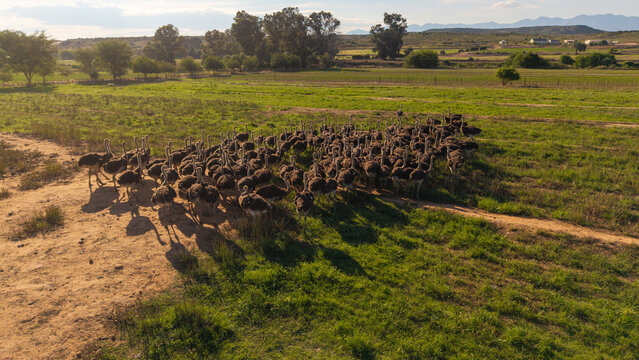 Aerial view of a large flock of ostriches moving across the open grassy fields of a farm, casting long shadows in the late afternoon light in Oudtshoorn, Western Cape, South Africa.