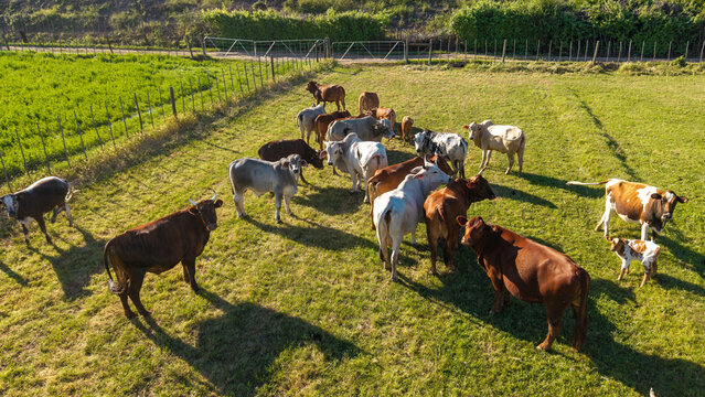 Aerial view of a herd of free-range cattle grazing in a lush green pasture in the rural countryside of Oudtshoorn, Western Cape, South Africa.