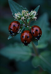 Obraz premium Biodiversity and ecosystem health, three ladybugs on a green plant in nature organic pest control and environmental sustainability in spring