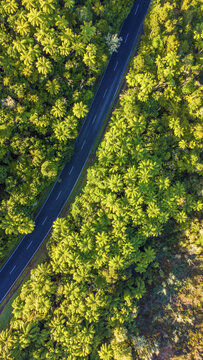 Aerial view of a road winding through the dense, lush green forest near Lake Tikitapu in Rotorua, Bay of Plenty Region, New Zealand.