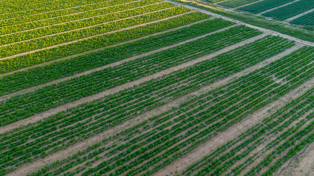Aerial view of Klein Karoo farmlands showing neat rows of onion and carrot seed crops under cultivation across the semi-arid terrain of Hoeko, Western Cape, South Africa.