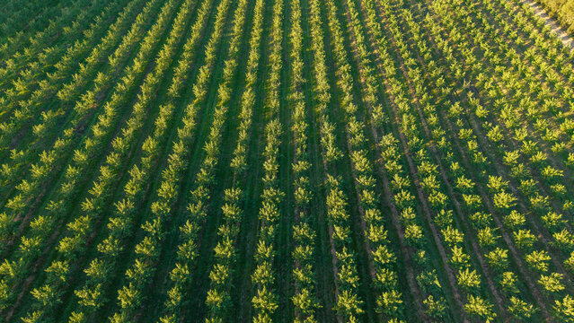 Aerial view of almond orchards with rows of trees in bloom across the semi-arid landscape of Hoeko, Western Cape, South Africa.