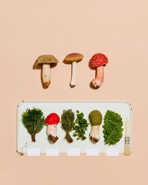 Wild mushrooms floating above a taxonomy tray with sorted species and blank tags, a minimal still life with copy space for food advertising