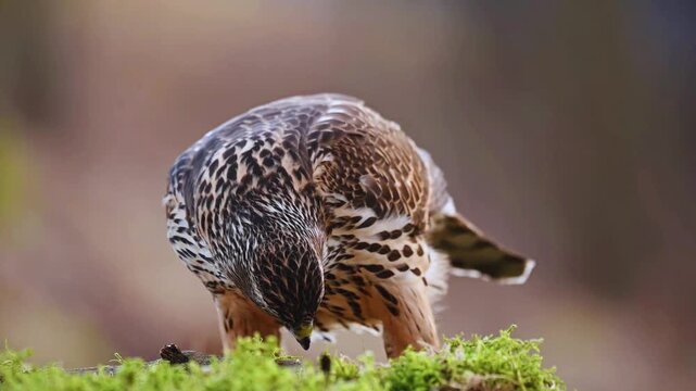 Northern Goshawk Perched on Mossy Branch in Forest Wildlife

