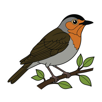 European robin bird vector illustration featuring orange breast perched on leafy tree branch isolated on white background.