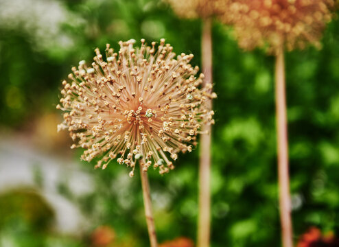 The dried, spherical seed head of an ornamental Allium (commonly known as ornamental onion