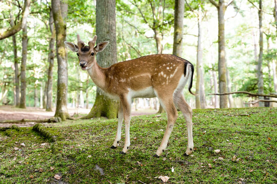 A young fallow deer stands on a mossy hill in a lush green forest. This image captures the essence of wildlife conservation, biodiversity, and the serene beauty of natural ecosystems.
