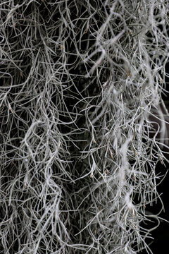 &eacute;piphyte