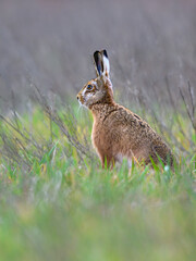 Brown hares rabbit in the open field © Hajakely