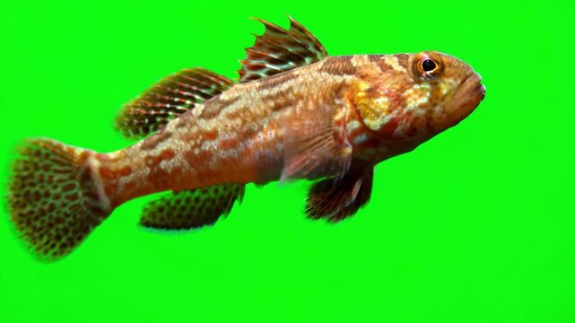 Goby fish moving on green screen