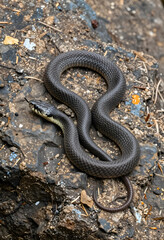 Obraz premium Wildlife conservation and biodiversity, grass snake resting on a rocky surface in nature with tongue flicking out to sense the environment in the wild