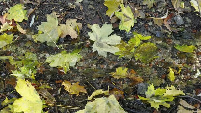 Slow motion of autumn leaves float softly in shallow, clear water. Dark soil and fallen leaves form a textured, earthy bed. Yellow, green, and brown hues blend in nature's quiet transition
