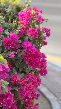 Vibrant Pink Bougainvillea Flowers in Bloom