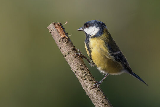 Sikorka bogatka (Parus major)	