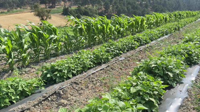 4K Video of Lush Intercropping Farm Field with Corn and Leafy Green Crops. High-angle 4K panning shot of a vibrant, sustainably managed agricultural field featuring alternating rows of tall corn stalk