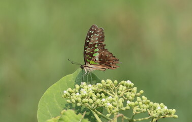 A Tailed Jay butterfly (Graphium agamemnon) perched on green plant buds, displaying its patterned wings against a clean green background © Wilf Nature Hub