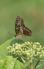 A Tailed Jay butterfly (Graphium agamemnon) perched on green plant buds, displaying its patterned wings against a clean green background © Wilf Nature Hub
