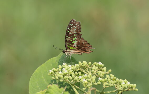A Tailed Jay butterfly (Graphium agamemnon) perched on green plant buds, displaying its patterned wings against a clean green background