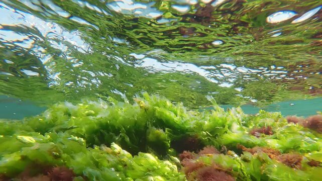 Split-level: Vivid green sea lettuce Ulva and red seaweed Ceramium swaying in shallow coastal tide with oxygen air bubbles under clear sky. Natural, colorful underwater scene with seaweed at surf time