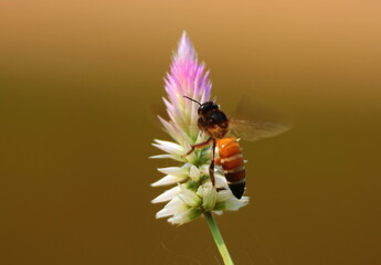 A honeybee harvesting nectar from a wild cockscomb (Celosia argentea) flower spike against a soft blurred background. © Wilf Nature Hub