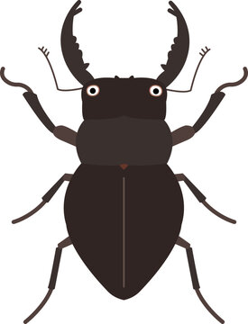 stag beetle