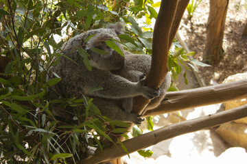 These are koalas hanging from the trees. © binimin