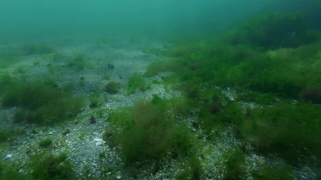 Underwater landscape of shell sand seabed with algae and silverside fish schooling above. Camera moves forward over swimming over seaweeds covered shell sand ocean floor near swims Atherina fish.