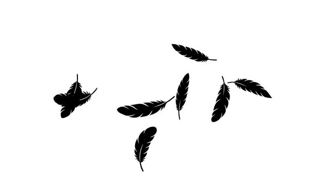 Floating Black Feather on White Background Minimal Motion Animation