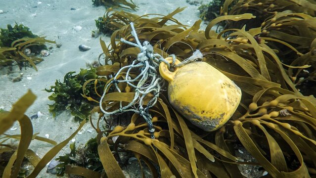 Underwater Scene with Buoy and Seaweed on Ocean Floor