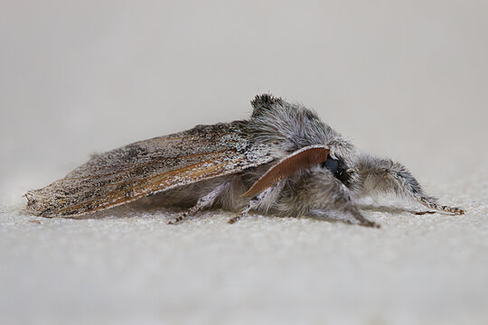Close-Up of a Moth Resting on a Surface. Detailed macro photograph of a small moth resting on a pale natural surface. The image highlights the insect's delicate hairy body, finely patterned wings, lon