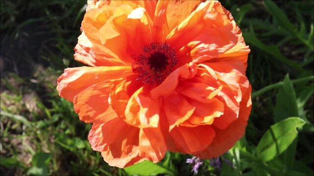 Red poppy and blue cornflower in a garden bathed in sunlight on a summer evening; side and top-down view &ndash; horizontal video, close-up
