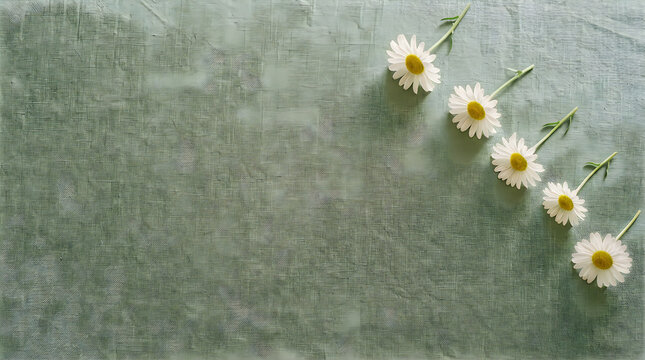 Minimal row of five white daisies along the right edge of sage green linen fabric, empty copy space on the left, soft natural light