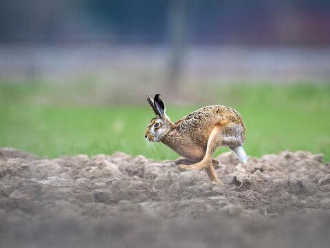 Brown hares rabbit running in the open field