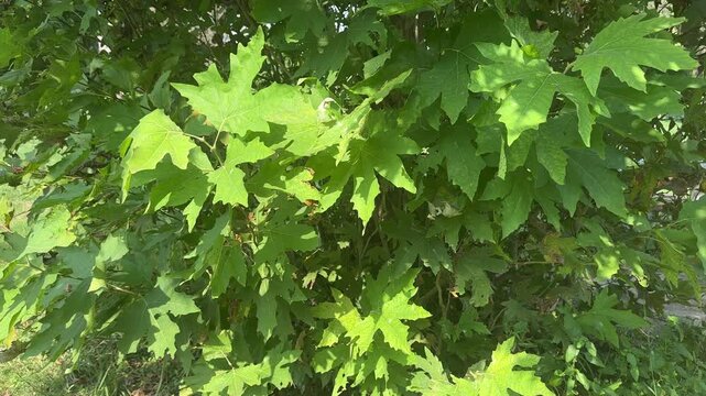 Bright green leaves with vibrant veins and sunlight filtering through a dense canopy of foliage.