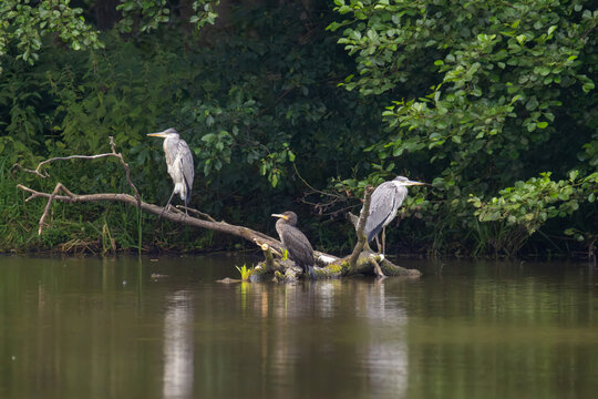 Two grey herons and great cormorant resting on fallen tree branch in lake near forest shore at dusk